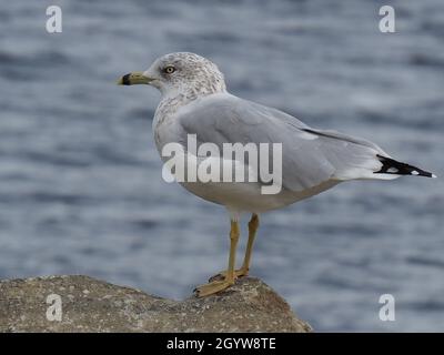 Close-up of a seagull standing on a large rock by the Ottawa River. Stock Photo