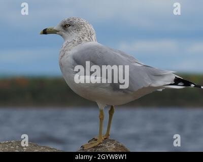 Scenic view of a seagull standing on a large rock by the Ottawa River with the horizon in the background. Stock Photo