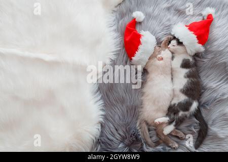 Christmas cats wearing Santa Claus hat hugging sleeping on plaid. Couple of kittens in love little kittens sleep embracing. Concept for christmas new