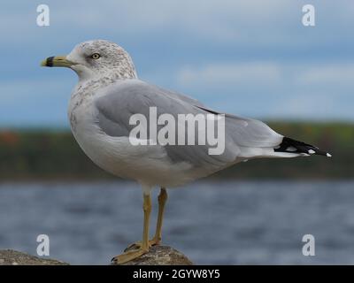 Scenic view of a seagull standing on a large rock by the Ottawa River with the horizon in the background. Stock Photo