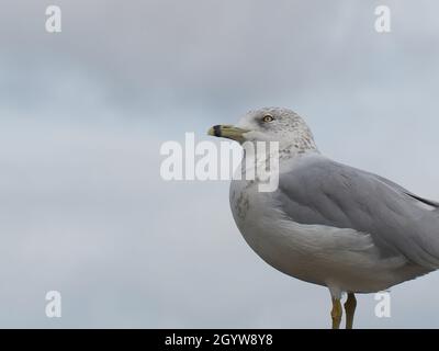 Close-up low angle view of a seagull by the Ottawa River with a cloudy sky in the background. Stock Photo