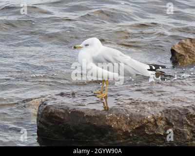 Close-up of a seagull standing on a large rock by the Ottawa River. Stock Photo