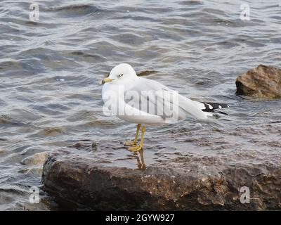Close-up of a seagull standing on a large rock by the Ottawa River. Stock Photo