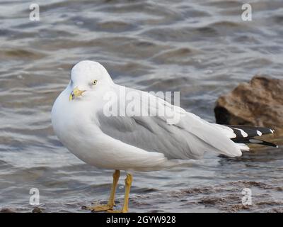 Close-up of a seagull standing on a large rock by the Ottawa River. Stock Photo