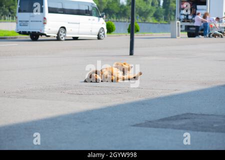 one bright red dog lying on the sidewalk Stock Photo