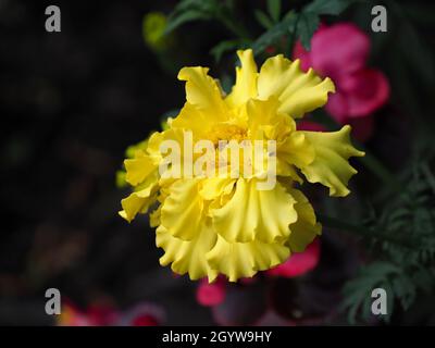 Close-up of the yellow flower on a marigold plant growing in a flowerbed. Stock Photo