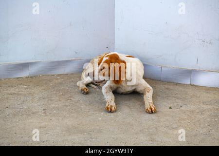 red dog spaniel lies on the sidewalk Stock Photo