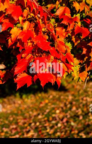 Colorful maple tree leaves to mark the start of a Wisconsin fall, vertical Stock Photo