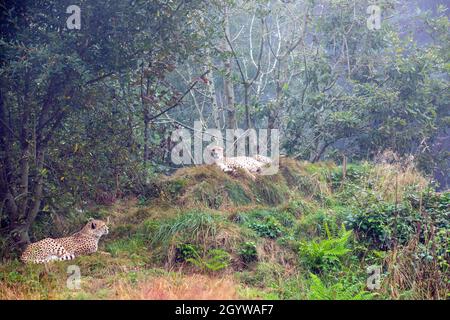 Cheetah's at Rest Stock Photo