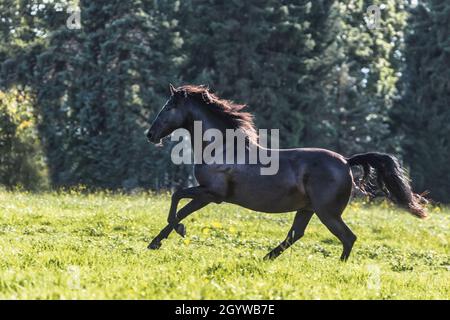 A black pura raza espanola horse galloping on a meadow Stock Photo