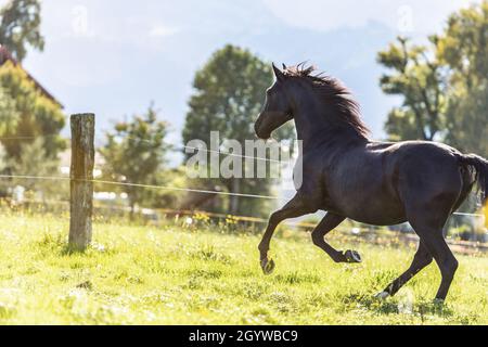 A black pura raza espanola horse galloping on a meadow Stock Photo