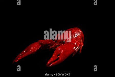 Boiled Louisiana crayfish on a black background. Stock Photo