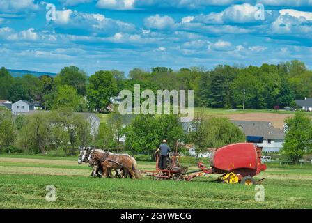 Amish Man Harvesting His Crops Pulled by Horses and Harvested With a Gas Powered Machine on a Spring Day Stock Photo