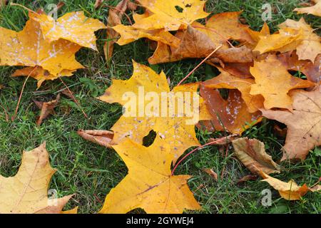 Autumn colored fallen maple leaves. Stock Photo