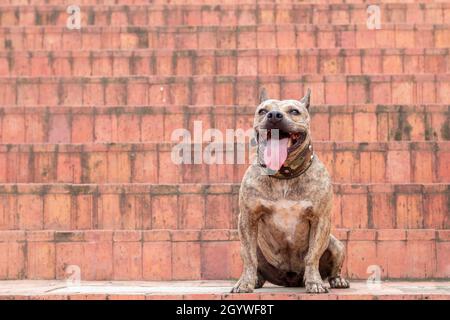 Brown brindle pitbull sitting on stairs. smiling pitbull sticking out his tongue. Harmless dog. Muscular dog.