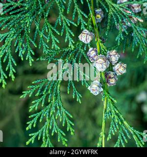 Leaves and cones of a Lawson cypress tree Stock Photo