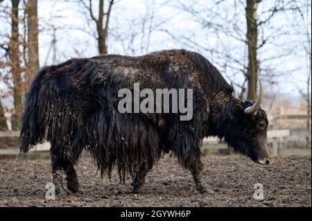 Tibetan yak in a zoo, herbivorous and large animal with horns. new Stock Photo