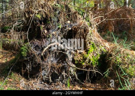 Forest woodland Stock Photo