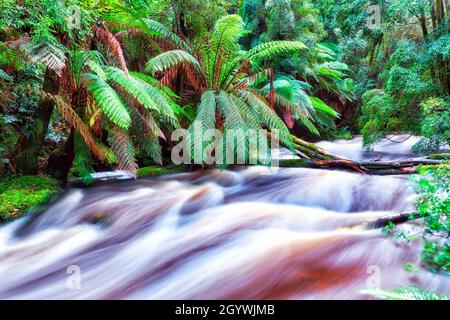 Fern and palm trees handing over wild stream of Nelson river after heavy rains in Tasmanian rainforest. Stock Photo