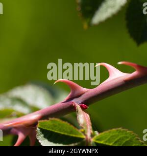 Abstract image of thorns on the branch of a rose bush along the Steveston waterfront in British Columbia Canada Stock Photo