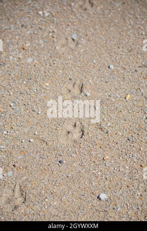 Coyote (Canis latrans) tracks leading down a path on a dirt road Stock Photo