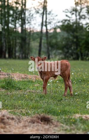 A vertical shot of a brown cow in a field during golden hour Stock ...