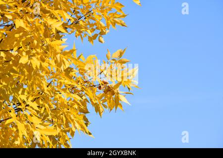 Part of a yellow maple tree against a bright blue sky, on a cloudless, sunny, day. Stock Photo