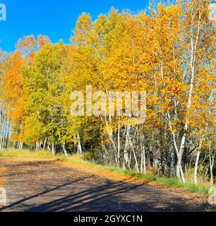 Gold and yellow autumn birch trees against a bright blue sky, beside a gravel road. Stock Photo