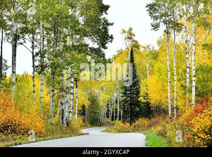 A winding road through stunning autumn colored forest on a sunny day in Thunder Bay, Ontario, Canada, North America. Stock Photo