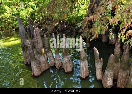 Cypress knees. Stock Photo