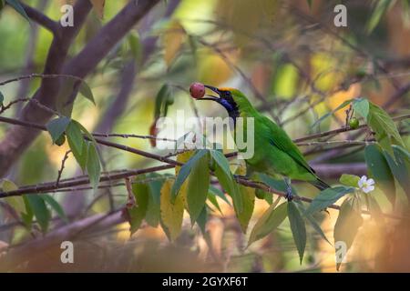 Image of Golden fronted leafbird bird (Chloropsis aurifrons) eating fruit on branch on nature background. Birds. Animals. Stock Photo