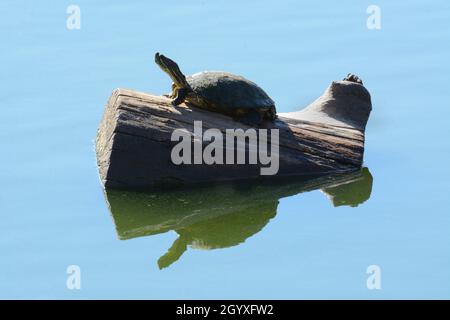 Red eared sliding turtle sunbathing on log with outstretched neck to capture the last warm autumn sunlight as sun starts to lower in the sky Stock Photo