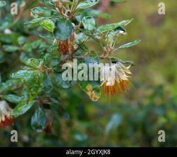 Dainty orange bell shaped flowers of West Australian wild flower Diplolaena angustifolia adds color to the bush land scape in the Tuart Forest . Stock Photo
