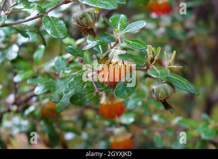 Dainty orange bell shaped flowers of West Australian wild flower Diplolaena angustifolia adds color to the bush land scape in the Tuart Forest . Stock Photo