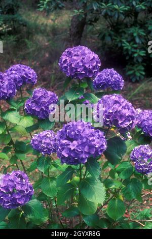 PURPLE HYDRANGEA MACROPHYLLA FLOWERHEADS IN FULL BLOOM. Stock Photo