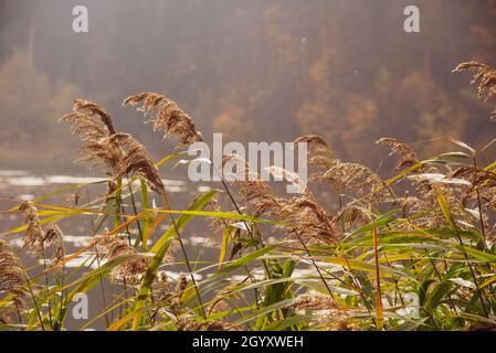 Autumn season forest pond. Small pond in the autumn forest. Stock Photo