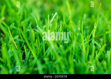 Close up green grass in open field, nature background Stock Photo