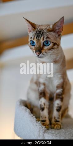 domestic bengal cat in close up indoors Stock Photo