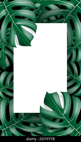 Vector realistic of Monstera Deliciosa plant leaf from tropical forests green with white card blank space for text background vector illustration. Stock Vector