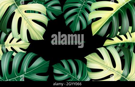 Vector realistic of Monstera Deliciosa plant leaf from tropical forests green and yellow on black background vector illustration. Stock Vector