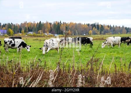 Cows graze in the meadow and eat green grass Stock Photo