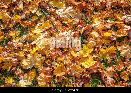 Autumn leaf color. Yellow, orange and red leaves on grass. Stock Photo