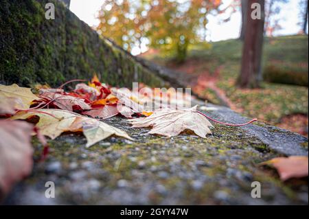 Maple leaves on stone stairs. Autumn leaf color. Yellow, orange and red leaves on ground. Stock Photo