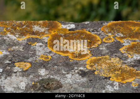Xanthoria parietina also called Yellow lichens growing on a stone wall lit by the autumn sun Stock Photo