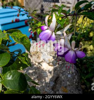 Fuchsia 'Delta's Sara' Stock Photo