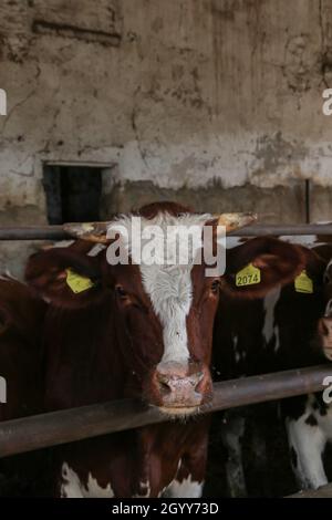 Intensive calf farming, calf detail in a farm bred for meat production Stock Photo