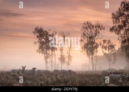 Sunrise over Strensall Common Nature Reserve, York, North Yorkshire, UK Stock Photo