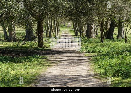 Pathway among trees in springtime on sunny day Stock Photo