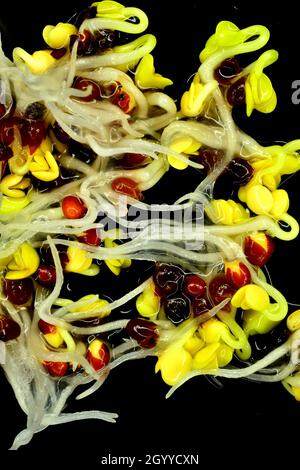 broccoli sprouts, closeup of the germs Stock Photo