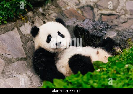 (211010) -- CHENGDU/XI'AN, Oct. 10, 2021 (Xinhua) -- A giant panda rests at Wolong National Nature Reserve in southwest China's Sichuan Province, April 23, 2021. (Xinhua/Xu Yongzheng) Stock Photo